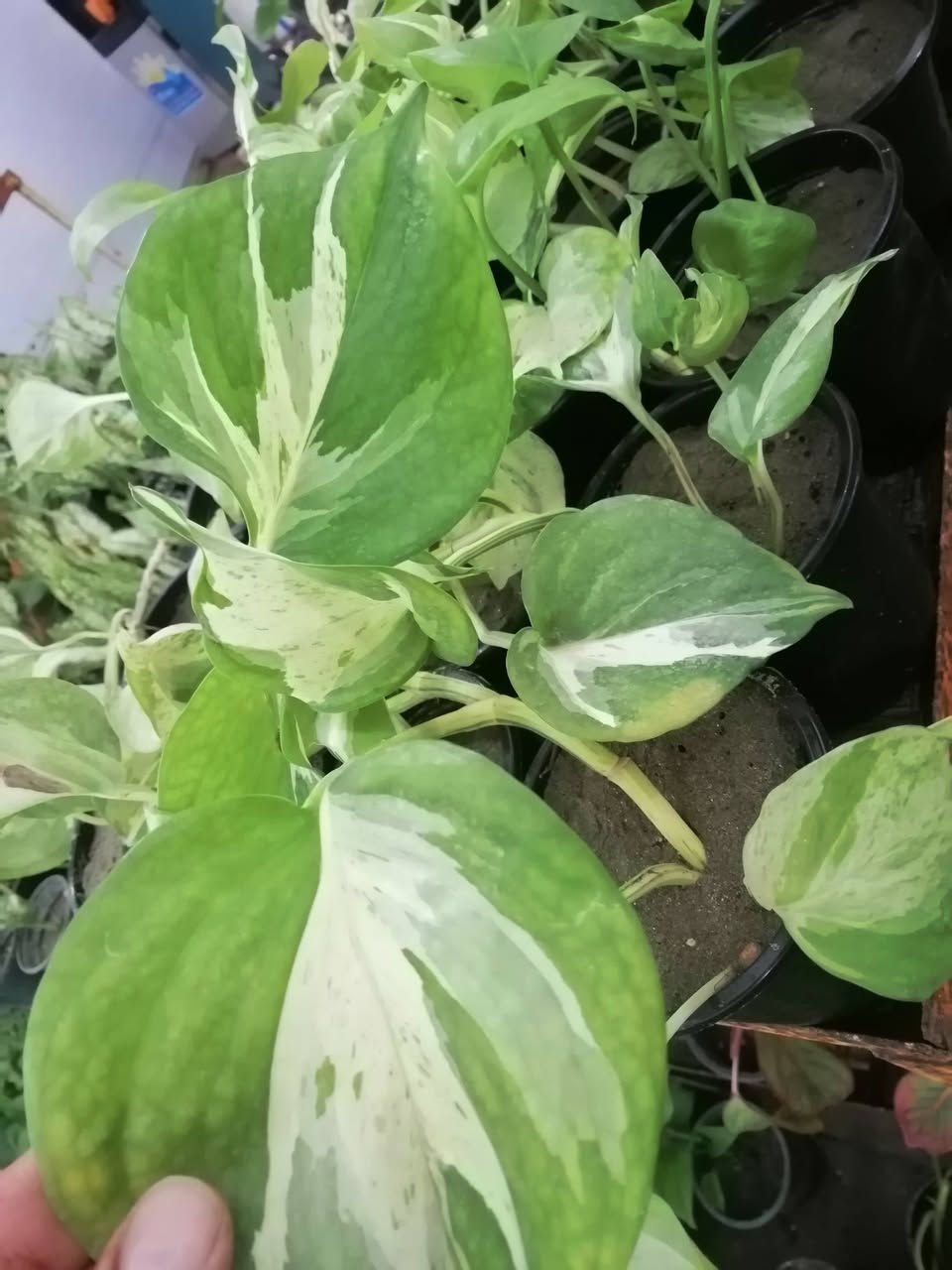 دائما مستمرين وياكم🌺🌺
((وعروض يوميآ))
فقط ١٠٠٠ دينار يعني بلاششششششش 
 
تشكيله حلوه من نباتات الداخلية 🌺 
عرووووضنا  وبأسعار بلاششششششش🙂✌️
فقط وبس يمنا)) 😉🌺✌️

لاستفسار زورو صفحتنا أو الاتصال على الرقم
***********
ويوجد توصيل طلبات حسب طلب الزبون 🚚🚵 
اهلاوسهلا بالجميع ❤️
