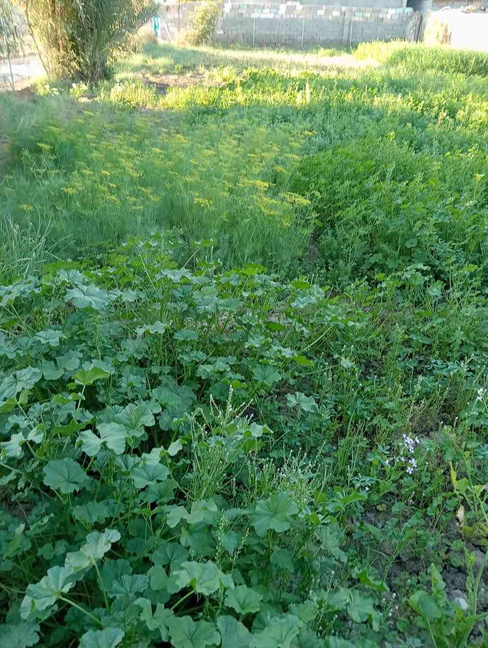 السلام عليكم بيت ونص دونم للبيع ماء وكهرباء على الشط في الكوت اليوسفيه ***********
