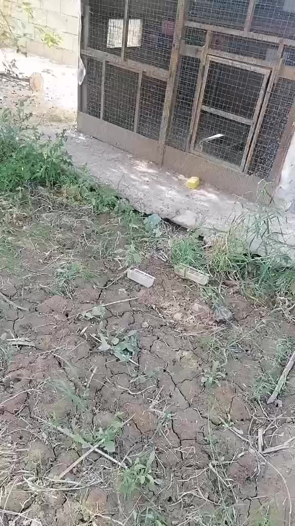 قفص ارتفاع مترين ونزال متر ونص والواجه مترين الوجه( سيم بي ار سي) طبقتين مع سيم مغلون كله هذا ضد البزازين 😅 السعر 120 وبيه مجال.


**إذا كنت صاحب هذا الإعلان وتريد حذفه لأي سبب، رجاءا أرسل رسالة إلى الدعم الفني**