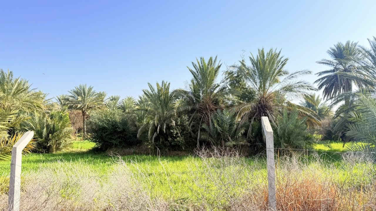 السلام عليكم ارض زراعية للبيع 7 دونم على الشارع العام قرب الشركة الصينية مسيجة كامل brc
***********
