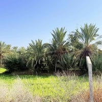 أرض زراعية • ٧ دونم • قرب الشركة الصينية