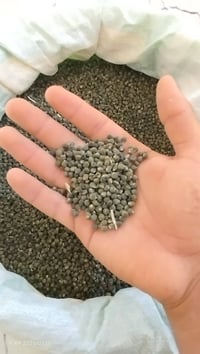 يوجد بذور باميه للبيع درجه اولى نفس الي بالصوره شرط النظافه والزراعه ا...