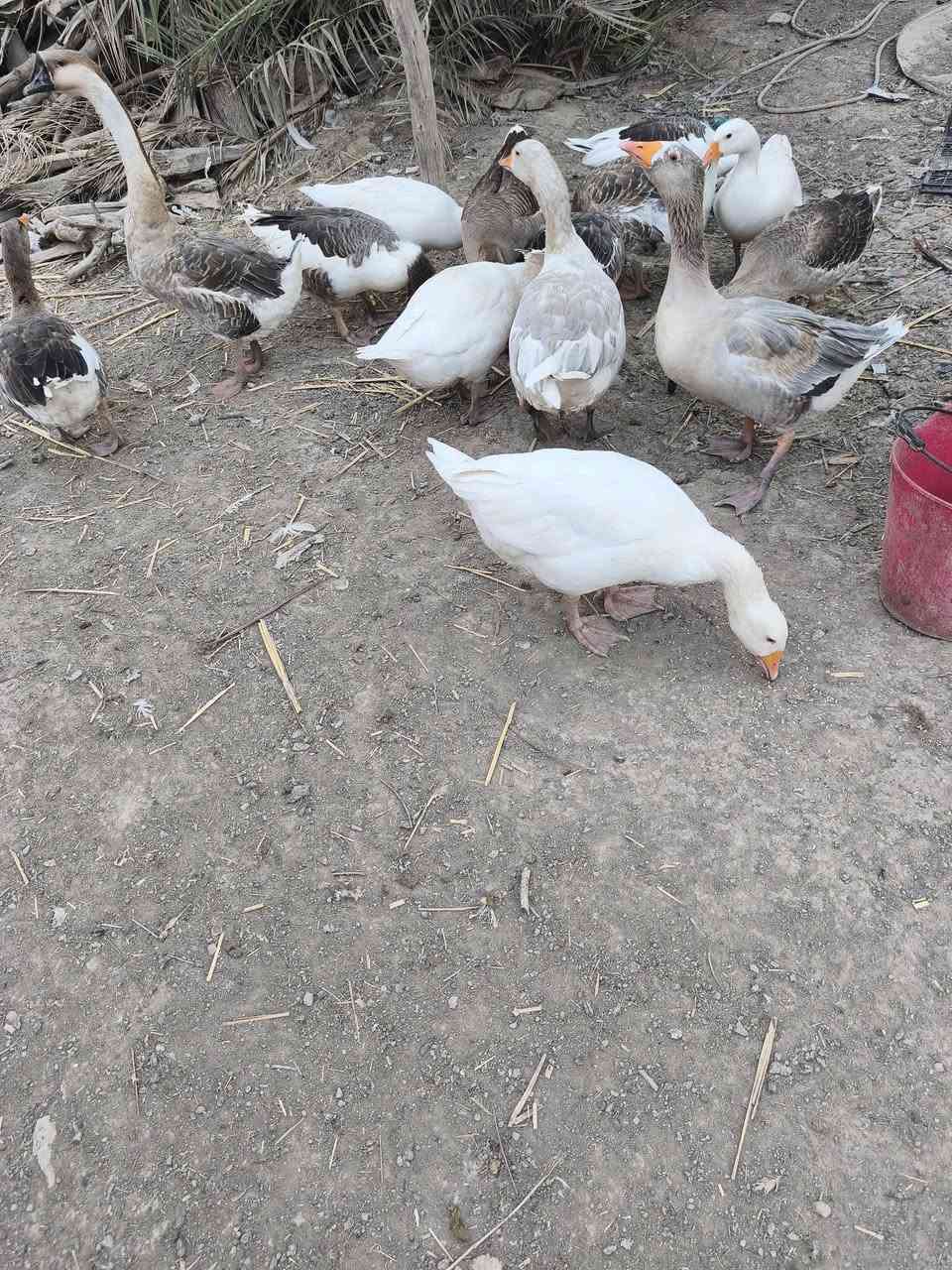 متاح بطوط عرب كله حايل وكبار  وسمان ونضيف شرط النضافه والصحاوه سعر الزوج ٤٥
توصيل موجود 
المكان الديوانية...***********
