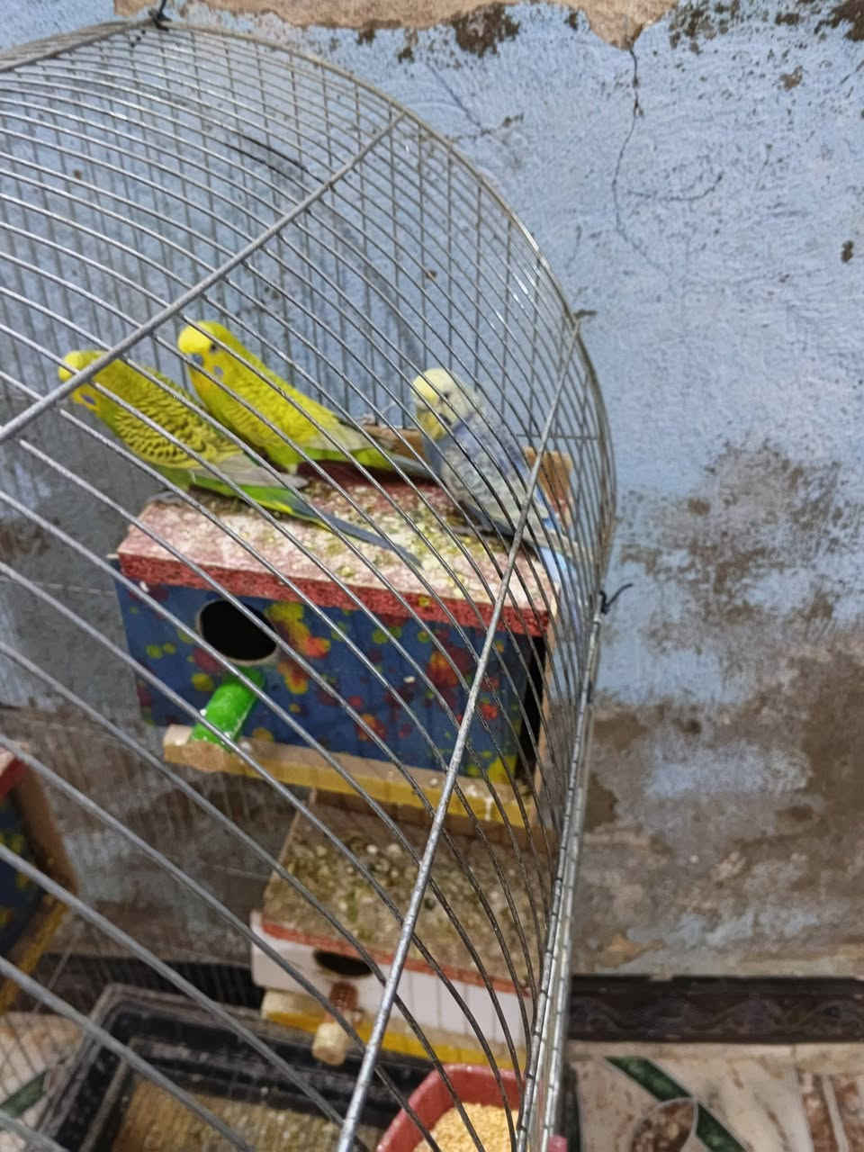 السلام عليكم طيور الحب لبيع 3 ازواج مع افرخهن كلهن جوهن افراخ ب 75 مع القفص ***********
