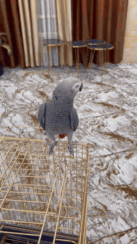 كاسكو • متكلم ١٠-١٥ كلمة • كركوك راس دوميز