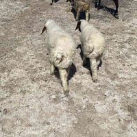 زوج فحله • مكاني سماوه