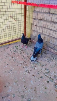 طيّرة شاملية • فحل نكولة • ميسان