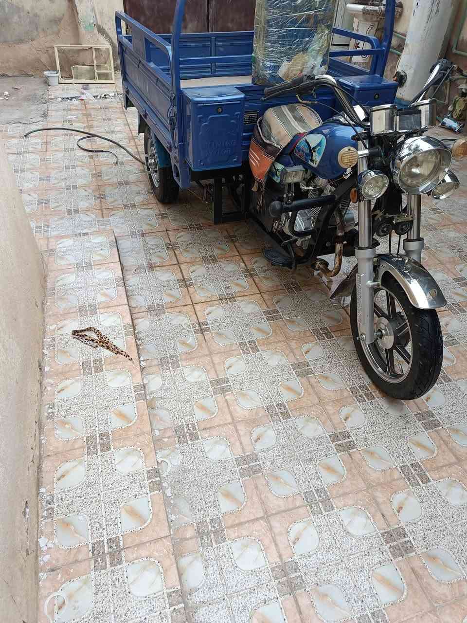 ستوته جمرة ٢٣للبيع او مراوس دايون ٢٢
مكاني شطرة 
رقم***********
