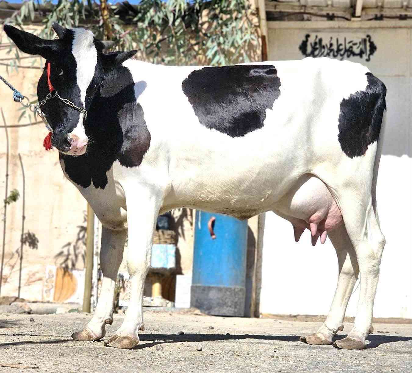 #علق تم يصلك السعر 
***********🪬
بجر هولشتاين اول بطن خط اول رقم واحد وراه فحل مكاني نجف يوجد توصيل حسب الاتفاق
