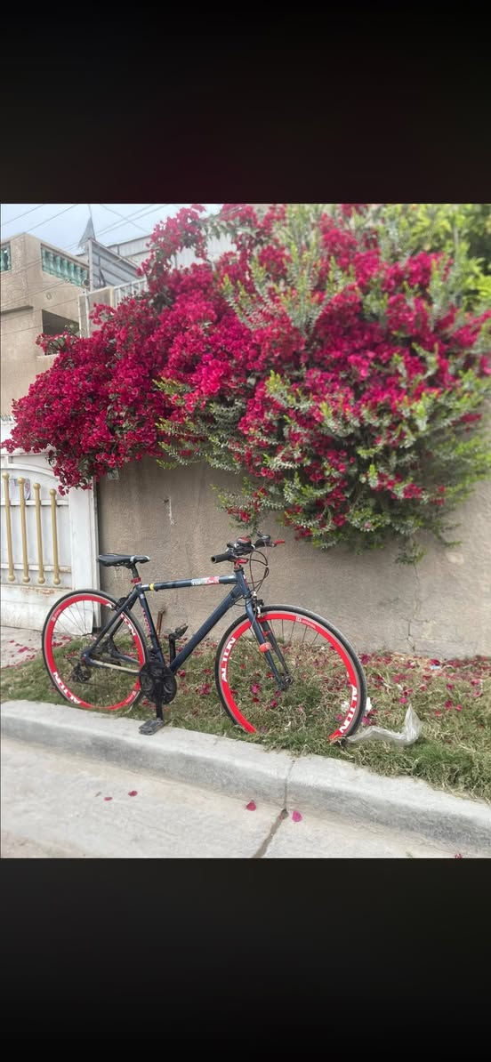 اذا تأخذهن ثنينهن أشوفك بسعرهن
الرصاصي 

السلام عليكم بايسكل C700 ياباني 

ماركة ALTON  اليابانيه 

البايك مختم من الطول للطول 

وكل اجزاء الهيكل ختم واحد حتى الكشن 

سيستم شيمانو.. كير بريكات بدالات 

✈️🔻ملاحضه\ البايك فافون  يعني وزن ريشه حتى اخف من الالمنيوم 

الون..  نيلي طافي 

المواصفات.. 

1\ بريك امامي خلفي شغالات 

2\ كيوره البدلات كلها شغاله امامي خلفي 

3/ المكينه 3×7 سستمهن شيمانو 

4/جوابة جدد وتايرات اصليات 

5\وباقي مواصفاته معروفه 

............ 

🔻السعر  135وبيه مجال بسيط

و البايسكل فافوننن مو حديد 

______________

الأبيض 

للبيع بايك قطعة  كلش قويه تروكلر  

ويل متغير لون 

ابيض و بنفسجي 

النضافة 100/10000 كلش كلش نضيف 

كير امامي خلفي مع بريكات كامله 

160 وبيه مجال بسيط كلش 

مكاني بغداد حي الإعلام 

***********
