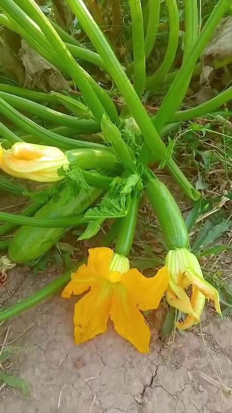 بسم الله ما شاء الله 
شجر #أروئ 
👇👇👇👇👇
✳️أروئ🍁صنف مقاوم 
✳️أروئ🍁انتاجية عالية جدااااااا 
✳️أروئ🍁يصلح للزراعة الشتوية والصيفية 
🍄شركتنا لا تبيع فقط بذورً بل تقدم قصة نجاح زراعي 🍄
✳️أروئ 🍁مجموع خضري قوي 
✳️أروئ 🍁شكل الثمرة مظلع مثالي 
🍄نقدم لك بذوراً ممتازة مصممة لتحقيق أعلى إنتاجية وجودة عالية🍄
✳️أروئ 🍁صنف يستحق الثقة 
✳️أروئ 🍁 لون زيتي داكن 
🍄 نحن دائمااا مع المزارع في كل خطوة 🍄
شركة خضار الزيتون للتجارة العامة والانتاج الزراعي
💠(وكيلناااااااا في العراق /صلاح الدين /قضاء ضلوعية /منطقة الحردانية /مكتب ابو يقين أستاذ مزاحم 💠
✅الوكيل الحصري في العراق ✅
🔰نتمناا موسم خير للجميع 🔰
أ-مصطفى العبادي 
م-أحمد الزوبعي
م-حاتم الشمري 
2026/6/2


**إذا كنت صاحب هذا الإعلان وتريد حذفه لأي سبب، رجاءا أرسل رسالة إلى الدعم الفني**