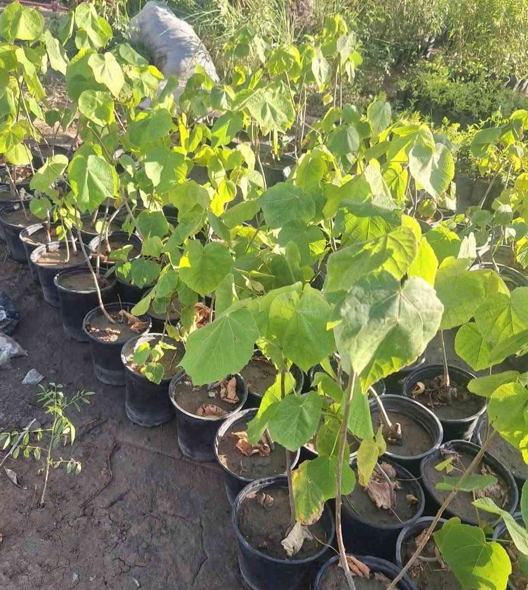 مشتل بيروميا 🌿✨
توفرت شتلات شجرة الدومبيا
Dombeya burgessiae 🌸
💰 السعر: 8 آلاف فقط
📏 الارتفاع: من 60 إلى 70 سم تقريباً
🚚 التوصيل: متوفر لجميع محافظات العراق

🌱 المواصفات:
شجرة زينة رائعة تتميز بأزهارها الوردية الجميلة والمتجمعة بشكل جذاب، تعطي منظر فاخر ومميز للحدائق والبيوت.

☀️ التحمل:
تتحمل الأجواء الحارة وتنجح في الأماكن المشمسة وشبه الظل مع عناية معتدلة.

🌸 الفوائد:
تضيف لمسة جمالية فريدة للمكان، وتتميز بسرعة نمو جيدة وتزهير جميل يجذب الانتباه.

📞 للطلب والاستفسار: ***********
✨ اقتنِ شتلتك الآن وأضف الجمال والرونق إلى حديقتك ✨
