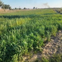 أرض زراعية • ٢٢ دونم • طويريج الخيرات