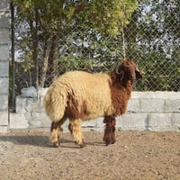 طلي • عراقي • سعر مناسب