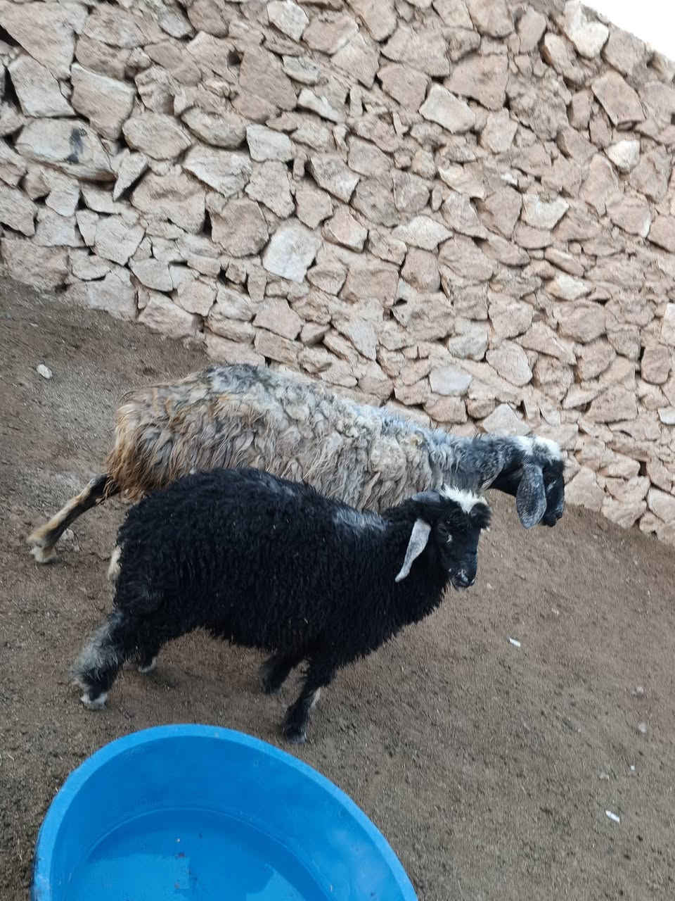 متاح نعجه عشمه وره طلي ينذبح خشنه وشكه طويله وسمن نعجه خشنه حيل وشكه طويله شرط نصاح سن وشطر حلوه شتريد ترهم جنيه ربط كلشي ترهم عشره فوك بنه سعر خاص مكان بروانه سنجك يوجد توصيل حسب لاتفاق ***********
