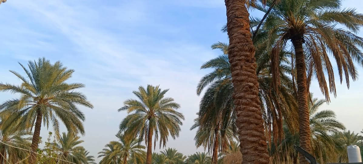 نصف دونم للبيع في كربلاء - موقع مميز (طابو 25)
الموقع: كربلاء،  قريب على الامام 
يصلح لبناء حسينيه أو دار لزوار الامام الحسين أو دار سكن قرب جامعة الوارث قريب جدا على شارع مشايه الامام الحسين  ، يبعد عن الإمام مسافه قريبه 
 وسط منطقة سكنية هادئة، مسافة قريبة جداً عن الشارع  العام.
 ، الأرض تحتوي على نخيل وأشجار
الخدمات: كاملة (ماء، كهرباء، مولد، مدارس، مراكز صحية، ومحلات).
 
📞 للتواصل والاستفسار:
***********
***********
