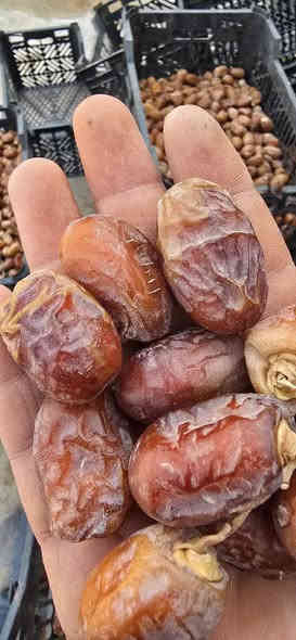 السلام عليكم
يوجد تمر خضراوي مال سنه درجه اولى شرط النظافه وخشونه مثل بصوره حبه خشنه/ وزن جيس 4 كيلو أبيع ع وزن  
كميه /طن1/ أبيع مفرد وجمله/ السعر كيلو 1500/ تريد تحجز رقمك عنوانك ع خاص العنوان الشطره ؟ رقم ***********واساب
