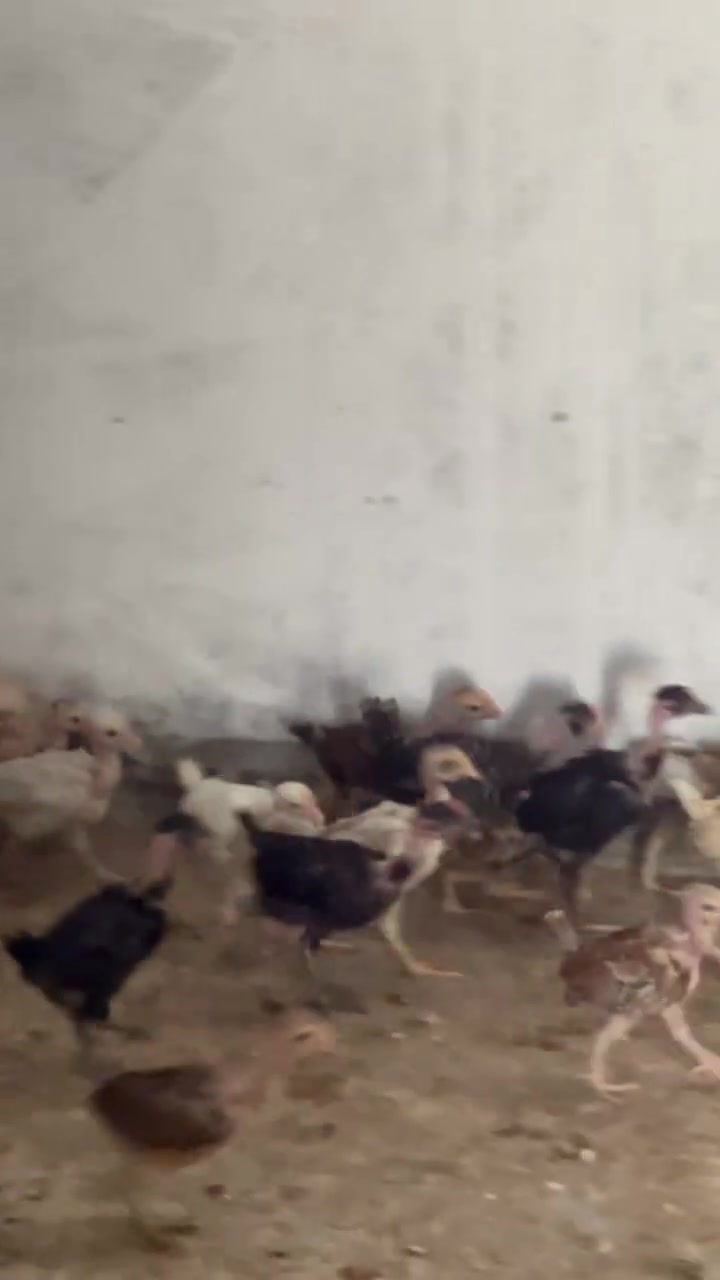 متاح افراخ ابو ركيبة وعرب التفاصيل داخل الفيديو اسمع الفيديو يلة تخابرني- ديالى -بعقوبة- لحديد  ***********
