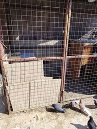 قفص • ٣م×١٫٥م×٢٫٥م • جزيرة الصقر