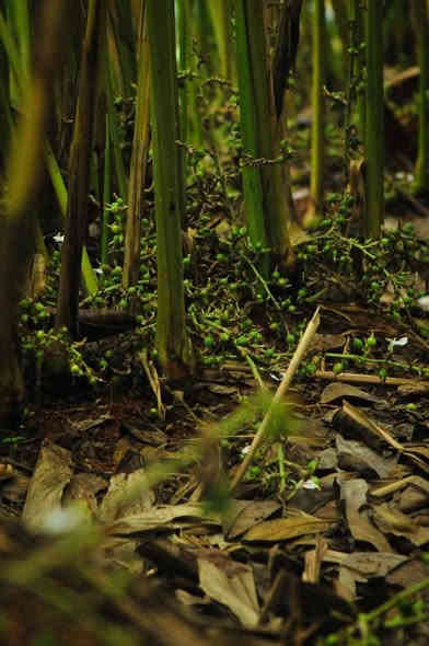 🌿 مشتل نباتات نادرة
توفرت شتلات الهيل – Elettaria cardamomum

💵 السعر: 10,000 دينار
📏 الارتفاع: 60 سم – كثافة أوراق ممتازة
🚚 التوصيل: متوفر لجميع محافظات العراق

🌱 المواصفات:

نبتة استوائية ذات شكل جميل وأوراق عطرية

تعيش داخل المنزل أو في الظل الخارجي

تحتاج رطوبة معتدلة وحرارة دافئة

نموها متوسط وتفرّعها كثيف

🌿 الفوائد:

أوراقها تُعطي رائحة منعشة للمكان

تضيف منظر استوائي جميل للحديقة أو البيت

تعتبر من النباتات العطرية المميزة

🪴 العناية:

تُسقى مرتين إلى ثلاث مرات أسبوعياً حسب الجو، بدون تغريق

تفضل تربة خفيفة وجيدة التصريف

مكان مظلل أو ضوء خفيف وغير مباشر

تُسمّد مرة كل شهر بسماد عضوي خفيف أو NPK مخفف

زيادة الرطوبة حول النبتة يساعد على نمو أفضل

📞 للطلب والاستفسار: ***********
مشتل نباتات نادرة نختار لكم الأجمل دائمًا 🌿✨
