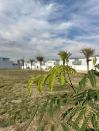 مجمع الوفاء بلوكB • ١٠٠م • سند طابو