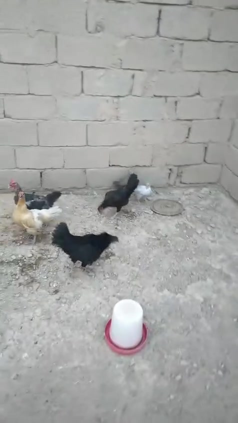 اللهم صلِّ على محمد وآل محمد
اخوان مكلف بالنشر الشراي يتصل 
لايوجد توصيل 
                                            
متاح دجاج عرب 8 دجاجات وديج
+ دجاجه ويه فراريج 2 
+بلابل عدد 3 
س ع ر الاتصال ع رقم او متوفر واتساب 
مكان بغداد تاجي مقابل ملعب  الكويتي 🏡
***********  واتساب ☎️
