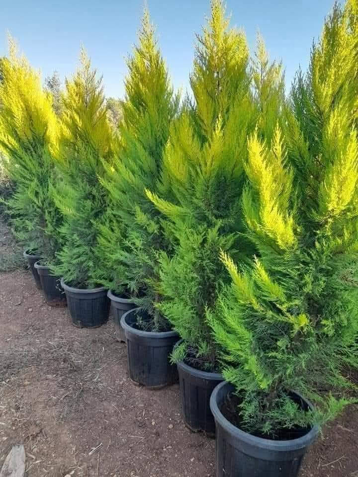 💥#موسم_الصيانة_لا_يفوووتك #تشجير #وزراعة #الأشجار #المثمرة وزينه #تصميم وتنسيق #الحدائق وديكورات الخارجية
🌹عمل كل ما يلزم لحديقة بيتك 
 للتواصل ‏‪‏‪0770536493‬‏
🌿تشكيل
✅ ولرش     ⚗️💙
✅ ونكاشه                  🛠️💥
✅وتسميد   🛢️💯
✅ وتقنيب                   ✂️✨
✅تجوير       ⚙️💣
✅وتخلص من الحشرات قبل لتطلع 🕷️🕸️💠
☑️ صيانة عامة للحديقه 
👷‍♂️مختصون انشاء مزارع/وتنسيق الحدائق 👌
👷‍♂️والديكورات الخارجية👌
☎️كل ما عليك تتواصل معنا ورح نوافيك بكل التفاصيل 
موقع صفحتنا ‏‪0770536493‬‏


**إذا كنت صاحب هذا الإعلان وتريد حذفه لأي سبب، رجاءا أرسل رسالة إلى الدعم الفني**