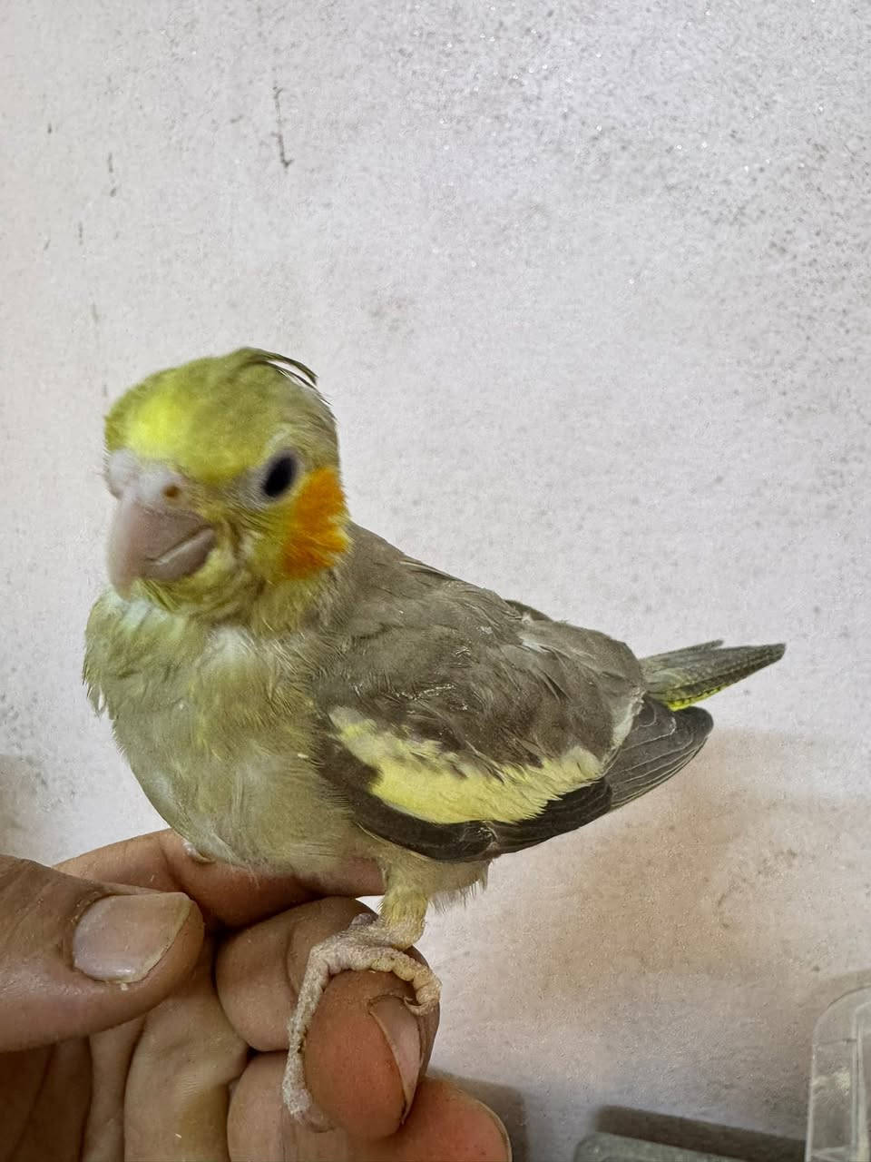 متاح افراخ كوكتيل بدايه فطام سعر التك(٢٥)


**إذا كنت صاحب هذا الإعلان وتريد حذفه لأي سبب، رجاءا أرسل رسالة إلى الدعم الفني**