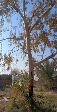 شباب عندي هاي لسجرة اريد احد يكصها  وبنص  مكاني العبيدي  هاتف 07828186...