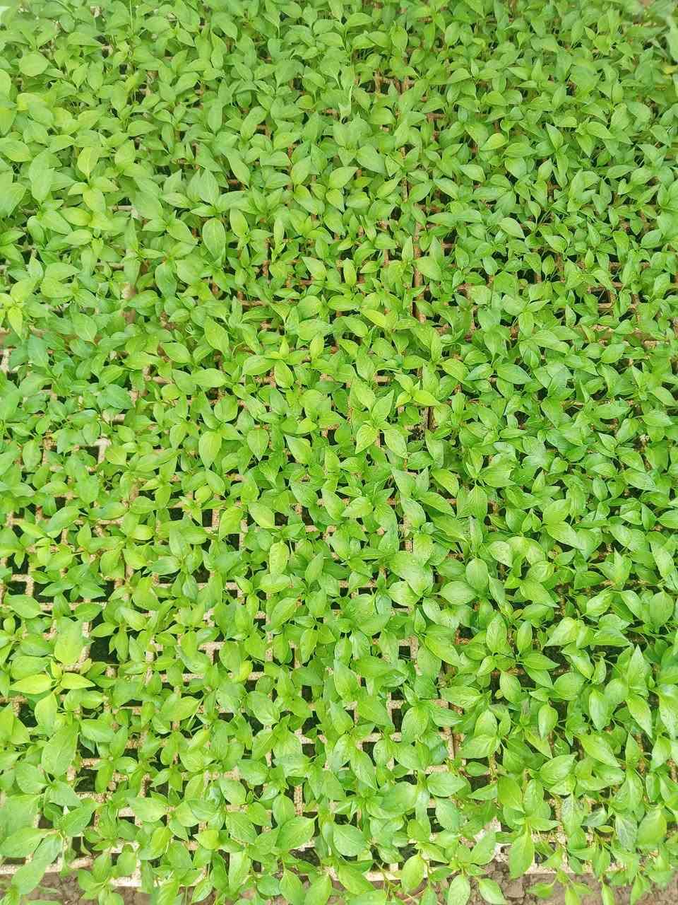 يوجد لدينا كافه  انواع الدايات بتنجان فلفل طماطه بذور جيده للاستفسار لاتصتل على ارقم ***********
