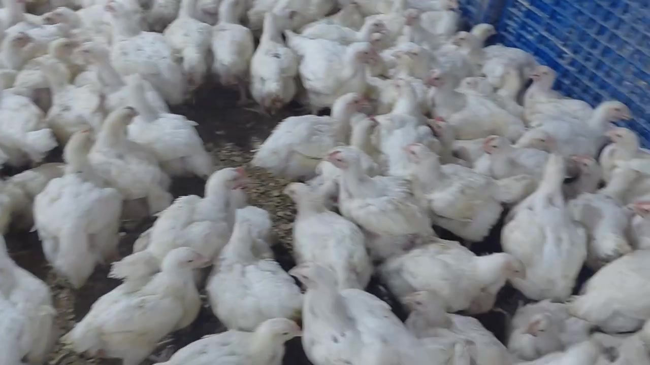جميع الوزان موجوده سع، كيلو ٣٥٠٠ ذبح وتنضيف مجاني يوجد دجاج تقطيع
فخذ ٤٥٠٠

صدر ٤٥٠٠

اجنحه ٤٥٠٠ 

ركب وضهر ٤
 العنوان دوايه مقابيل علوة الغنم ع شارع ***********
