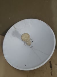 ماكينة • ناصرية • شطرة