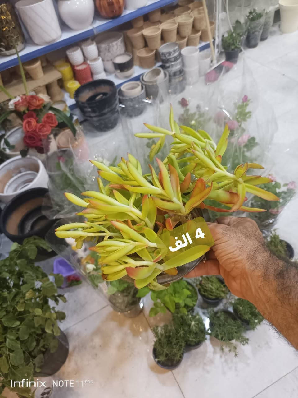 وجبة جديدة من النباتات الخارجية...الانبار الرمادي العزيزية مكان الجديد...من جهة شارع العام  شارع ميسلون خلف مجمع برج المسك اول فرع على اليمين *********** ... يوجد توصيل داخل الرمادي...
