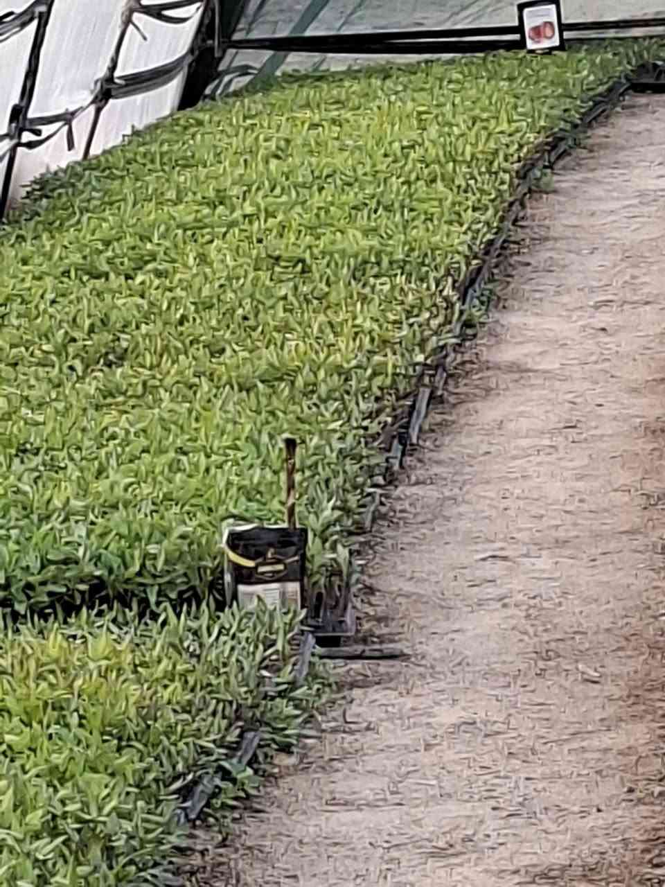 سلام عليكم
شتل للبيع
صنف الابراهيمي
بركات ام البنين
للاستفسار
***********
