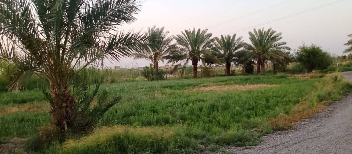 بستان أربع دوانم+بيت بناء حديث مساحته 300 ، خلف معمل الزيوت شارع التبليط الجديد ***********
***********
