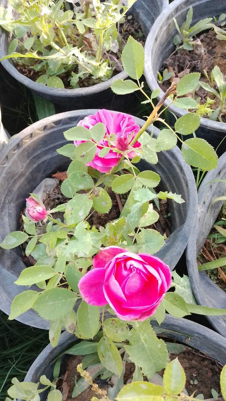 جوري  سلطاني ورده  كبيرة

اانتااج عراقي  عطري  

ذو رائحة عطرية زكية ويزهر عدة مرات في السنة  

ورد جوري سلطاني

من أجمل أنواع الورد  

االسعر  قطعه /  2500 دينار 

5 سنادين / 10 الف دينار 

 عنوان تقاطع سبعه نيسان داخل 

 للاستفسار / ‏‪***********‬‏

يتميز االجوري  السلطااني عن باقي الزهور بعبيره ورائحته الزكية، التي لا ينافسها عطر آخر      
 ورائحته عطرية ويزهر حوالي ست مرات في السنة يتحمل ومقااوم للحراره
