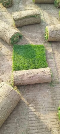 ثيل طبيعي • توصيل مجاني • بغداد