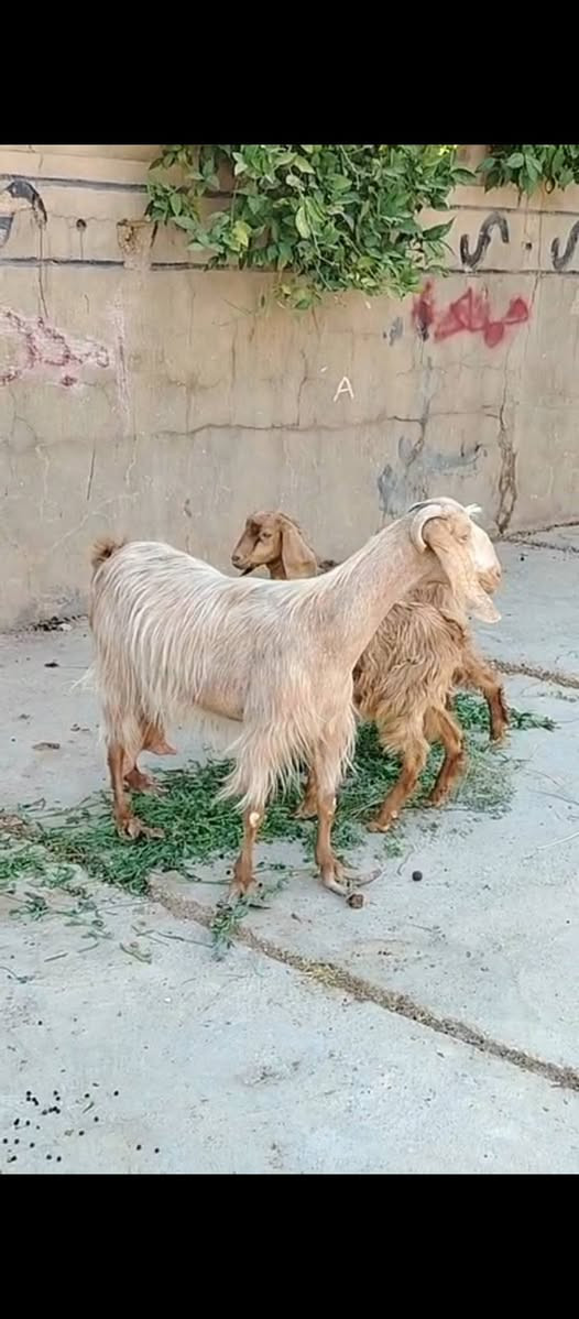 السلام عليكم متاح عنز مطفل وراها توم عنز سن وشطر ونصاح عنز مال جنيه فاخرة سعرها ٥٢٥ العنوان حديثه حقلانيه يوجد توصيل حسب الاتفاق للاستفسار الاتصال على الرقم ***********
