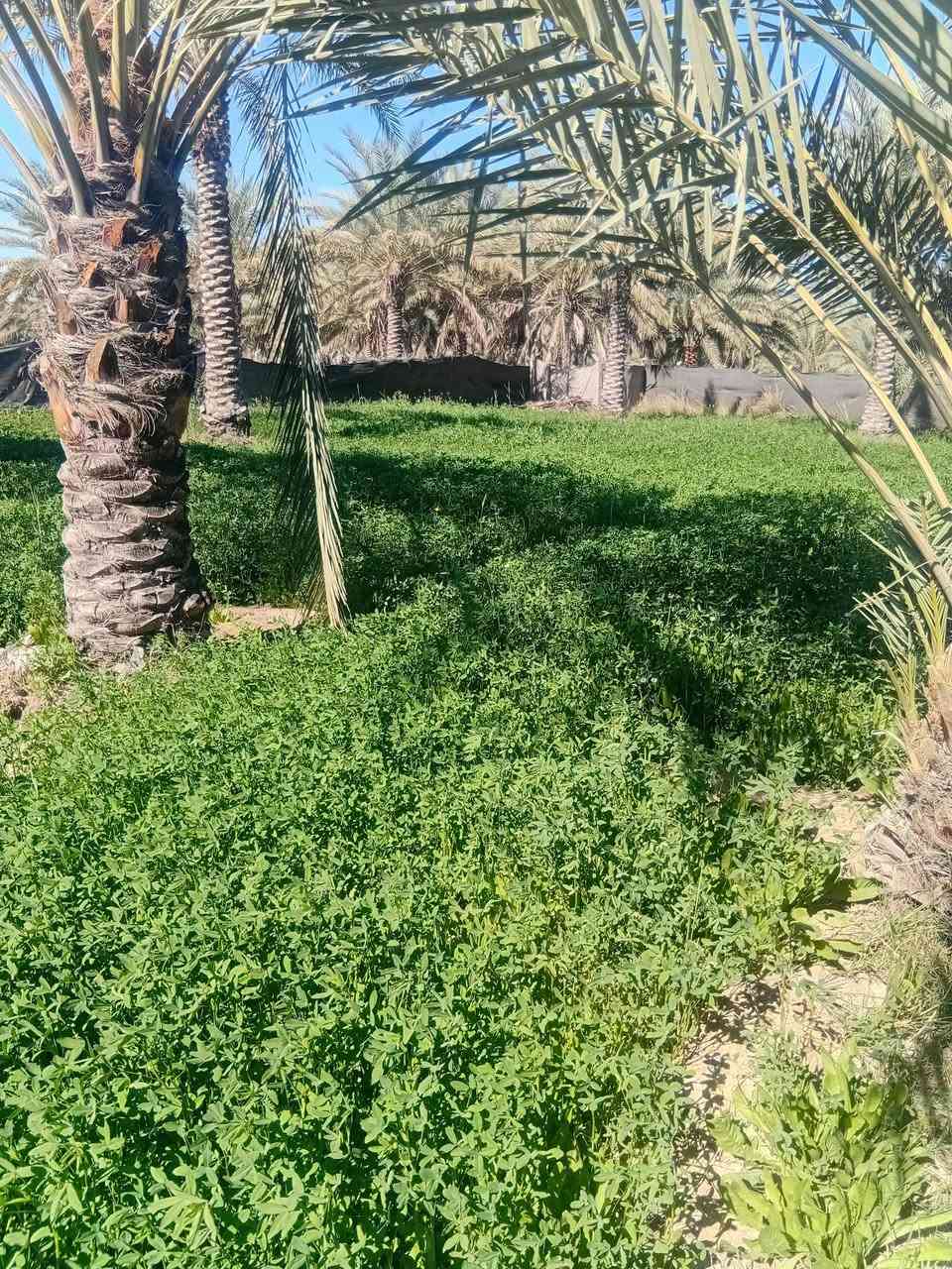 نص دونم للبيع المكان كربلاء طويريج الرشيده ربع ساعه عن الامام السعر ٥٠ / ***********
