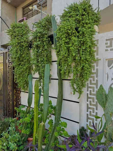 حدائق واشجار الجنه
🌿 1. الطبيعة تُهديك سلامًا لا يُشبهه شيء.
🌸 2. هنا تنبض الحياة بأجمل ألوانها.
🍃 3. في حضن الطبيعة… كل شيء يصبح أجمل.
🌼 4. مساحة هدوء داخل عالمٍ صاخب.
🌱 5. الطبيعة هي الفنّ الذي لا يخطئ.
🌞 6. ازرع جمالًا… يحصد قلبك راحة.
للحجز والاستفسار             
***********
