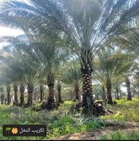 اسلام عليكم من رخصت الادمن الي يحتاج مكربجي تقطيع تجذير شلع فسايل هاذه...