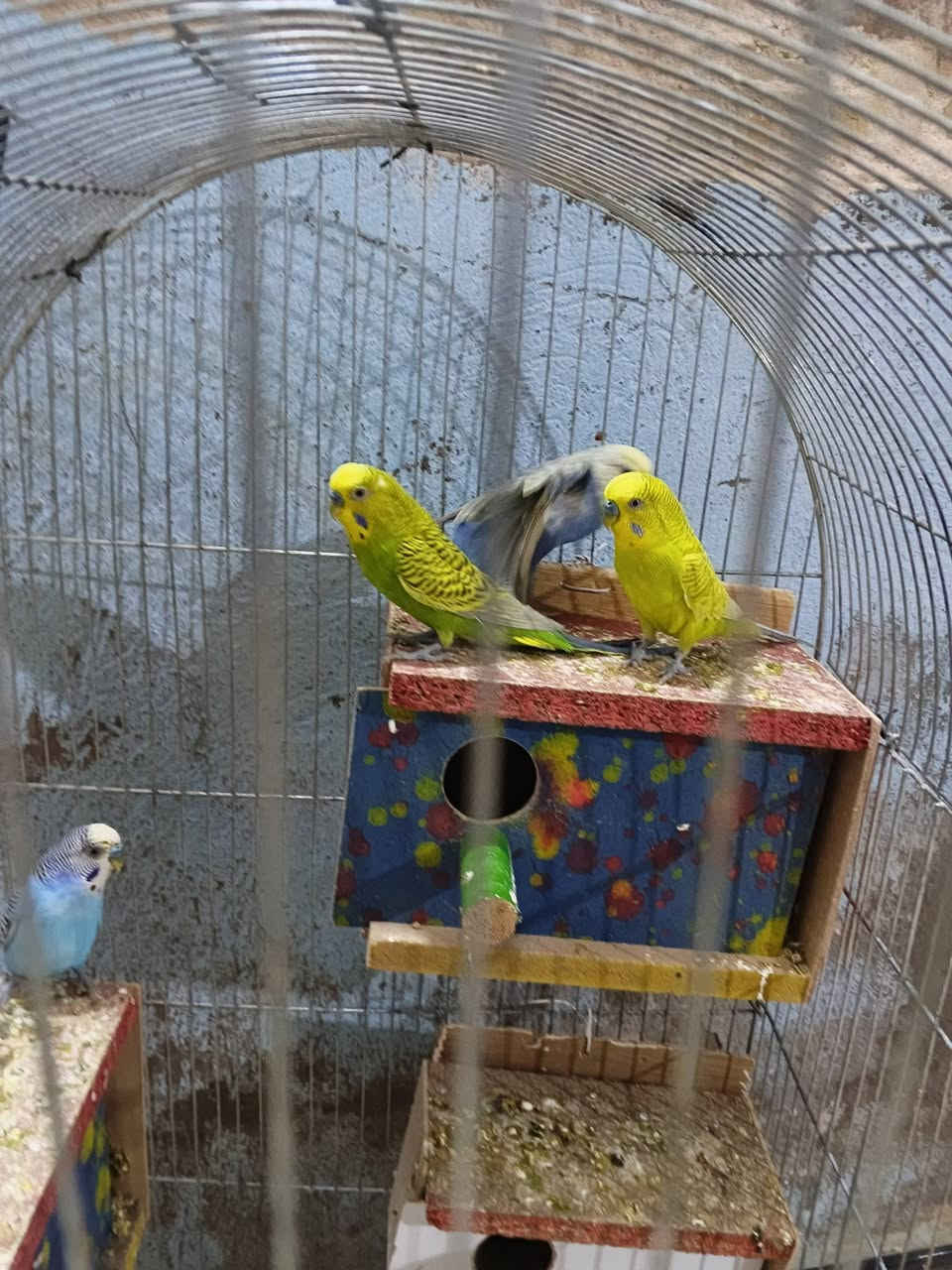 السلام عليكم طيور الحب لبيع 3 ازواج مع افرخهن كلهن جوهن افراخ ب 75 مع القفص ***********
