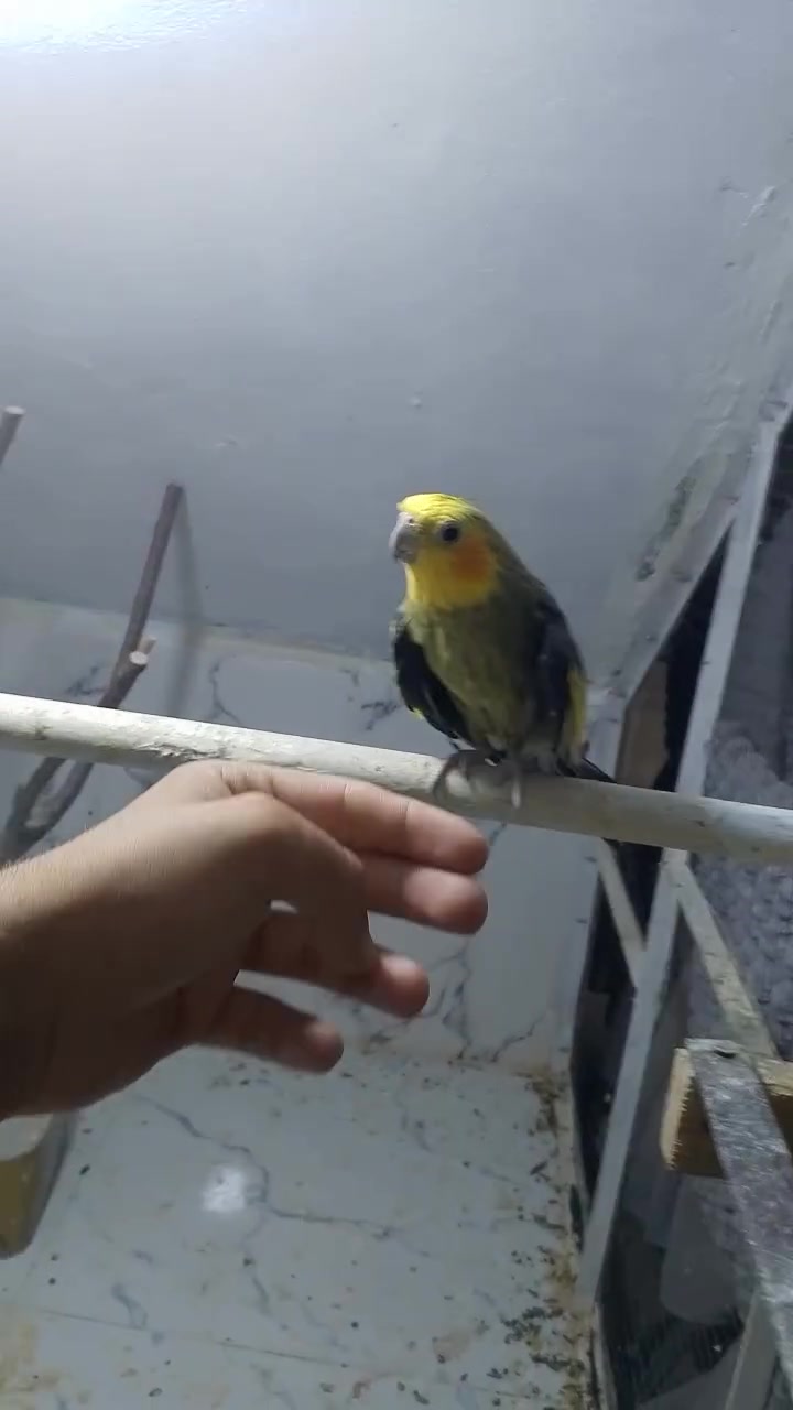 متاح كوكتيل اليف فول سعر ب 50 مكانه رفاعي


**إذا كنت صاحب هذا الإعلان وتريد حذفه لأي سبب، رجاءا أرسل رسالة إلى الدعم الفني**