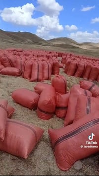 زراعة • جماعي • گرمیان
