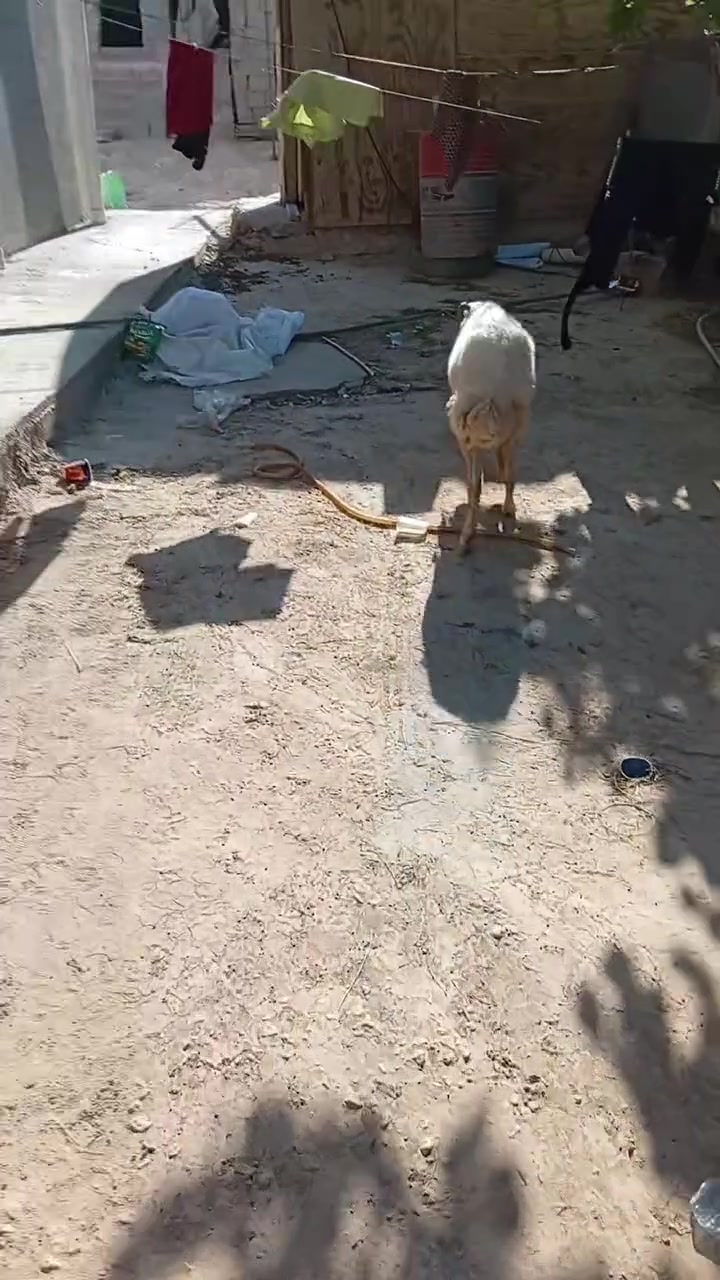 السلام عليكم نعجه حايل ترهم كلش بيها خنان سعر 175 مكان بروانه ***********
