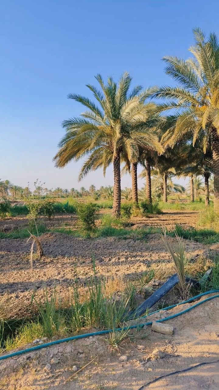 11 دونم 117 السعر الكلي 650 مع المجال خدمات كامله تبعد عن التبليط 400 متر او اقل شارع 9 متر والرئيسي 15 متر تحتوي على 6 رباطات بيت كونكريت مسلح شريطي جاهز للبناء مساحه كل رباط من 160 الى 200 متر مزروعة نخيل وفواكه مي سقي خير من الله كهرباء مي اساله جدا قوي الموقع: شارع بغداد كربلاء سايد الزوار عمود 300 عن شارع بغداد 3 كيلو او اقل
***********
