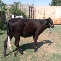 بچر اصلية • بجر • جني • جنيه • درجة اولى • بجر اصلي • سعر مناسب • صلاح...
