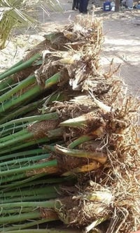 فسايل • صطة • عمران