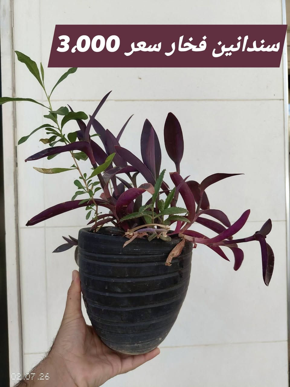 نبانات ظلية بسنادين صب اسمنتي وعادي 
الأسعار بالصور 
يوجود توصيل 
واتس او خاص
***********
