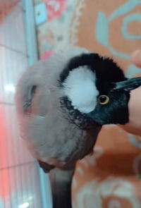 بلبل أليف • يحچي كلمات • النجف